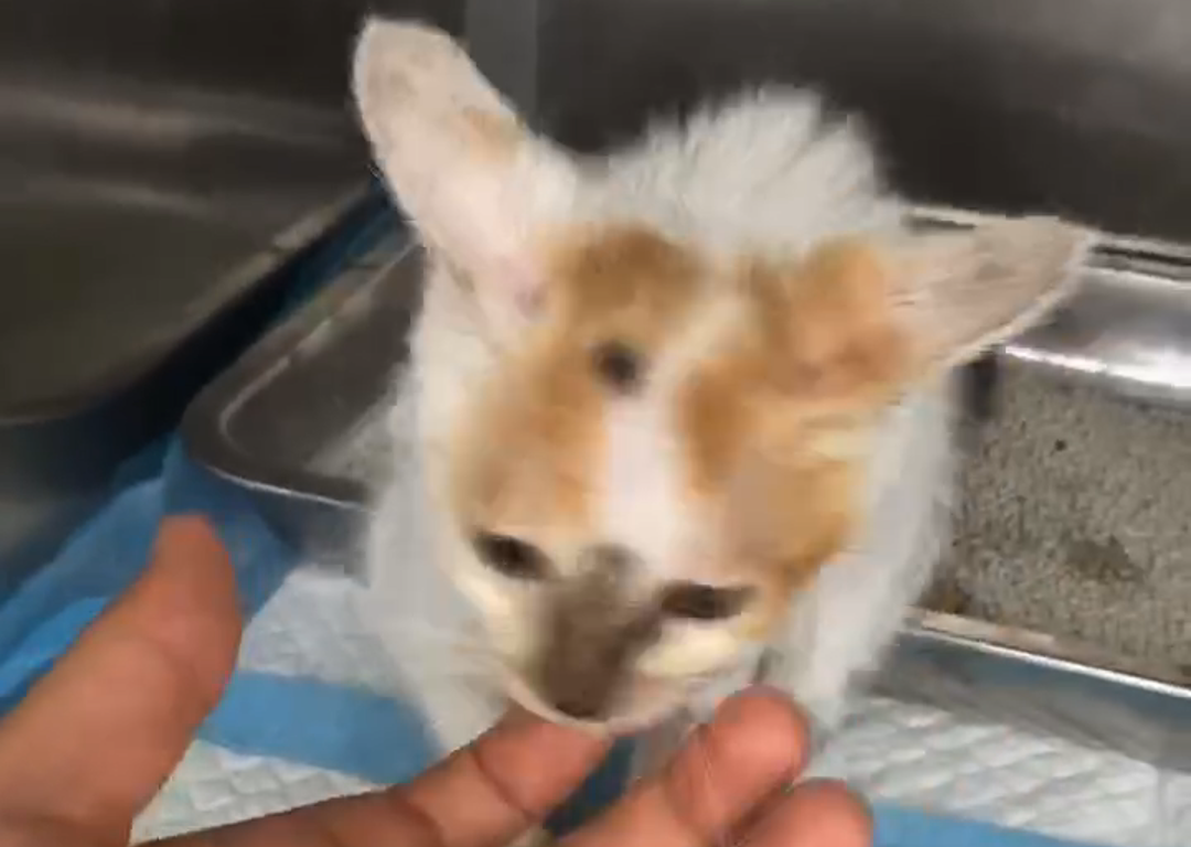 Vetmedix Case Sharing丨고에너지 레이저로 작은 동물의 감염된 골관절 융합 상처 치료