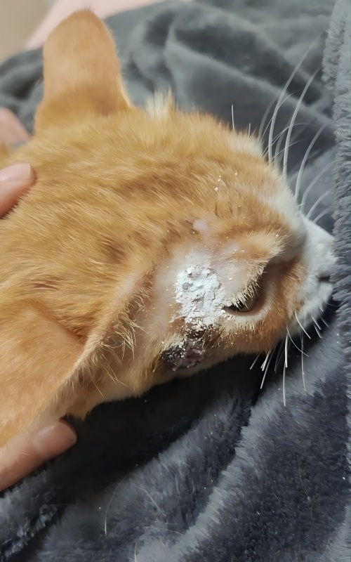 Vetmedix 사례 공유丨피부궤양 치료에 고에너지 레이저 치료 적용 사례