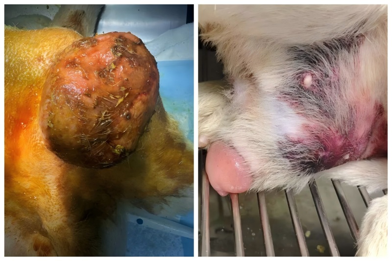 Vetmedix Case Sharing丨전립선 비대증 치료에 고에너지 레이저 치료 적용