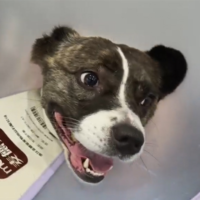 Vetmedix 사례 보고서丨개 환자의 급성 신경염 치료에 수의학 레이저 ​​치료 사용