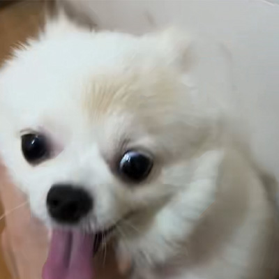 Vetmedix 사례 공유丨개 백선 치료에 고에너지 레이저 적용 사례